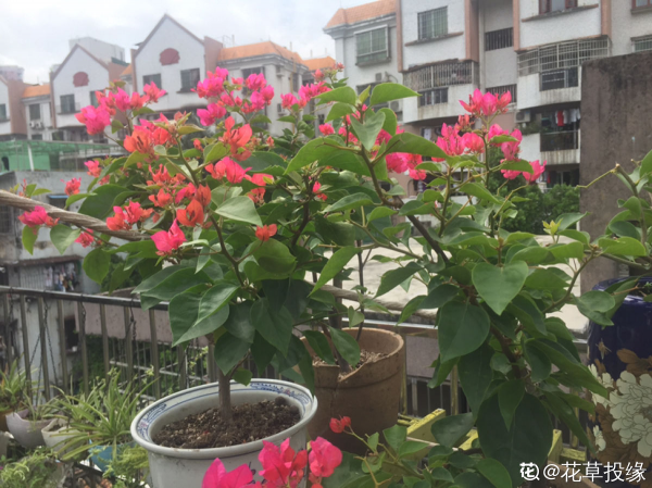 如果你是資深養花人,一樓小院和頂樓天台,你更喜歡哪個? 如果你是資深養花人,一樓小院和頂樓天台,你更喜歡哪個?