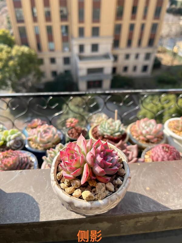 小白慢慢開始學習多肉如何修根配土上盆