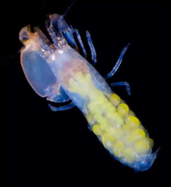 自帶手槍的蝦你見過嗎? 自帶手槍的蝦你見過嗎?