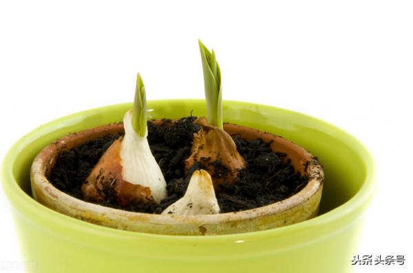 秋季栽培鬱金香，注意這些細節，種球不發黴、不爛球