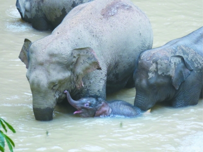 雲南野象寶寶&OpenCurlyDoubleQuote;扎堆&rdquo;出生
