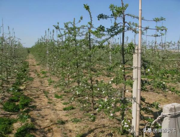 除了紅富士,種哪些品種能發財?這個論壇告訴你答案 除了紅富士,種哪些品種能發財?這個論壇告訴你答案