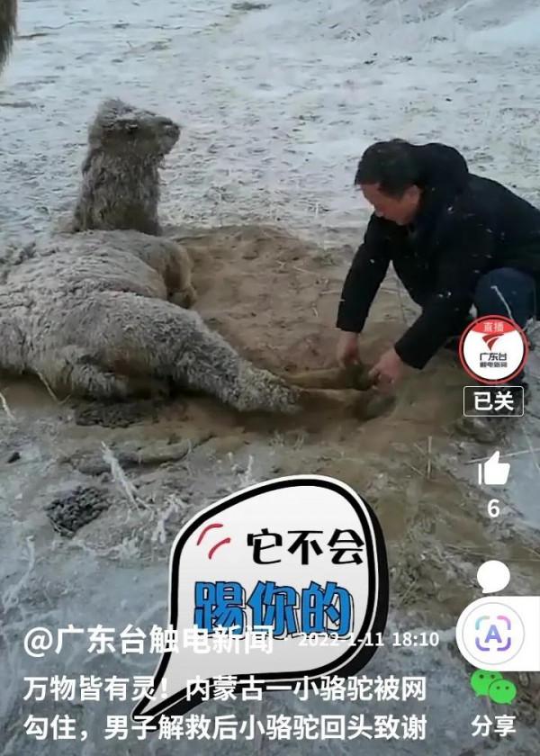 萬物皆有靈，內蒙古小駱駝被解救後回頭致謝不肯離去
