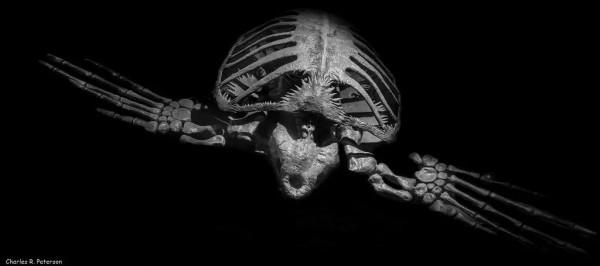 白堊紀的巨型裝甲艦,仍逃不過被吃的命運 白堊紀的巨型裝甲艦,仍逃不過被吃的命運