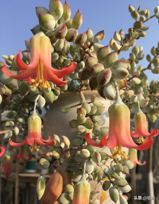 沒養達摩福娘，不知道達摩福娘如此美，養了卻愛不釋手