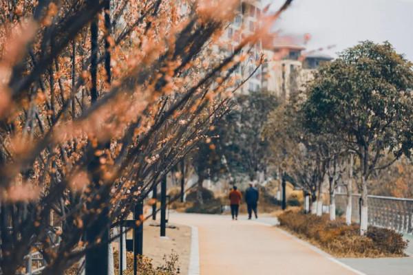 走，&OpenCurlyDoubleQuote;盤&rdquo;花去！慶元小城，花又開好了~