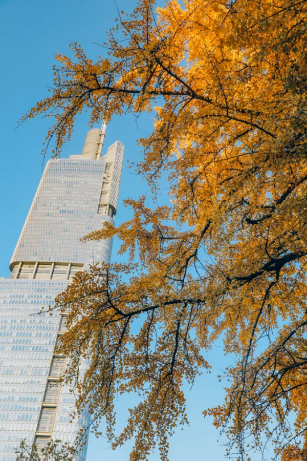 北京東路，喜提秋天