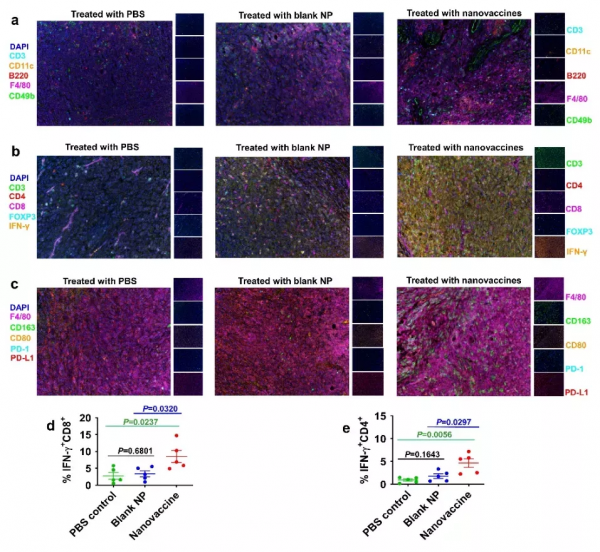蘇州大學用癌細胞重組奈米疫苗，8只受試鼠全部實現肺癌預防痊癒