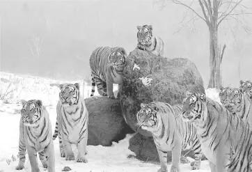 山西有不少值得一遊的“賞虎地”新的一年，不妨從一場虎氣滿滿的旅程開始