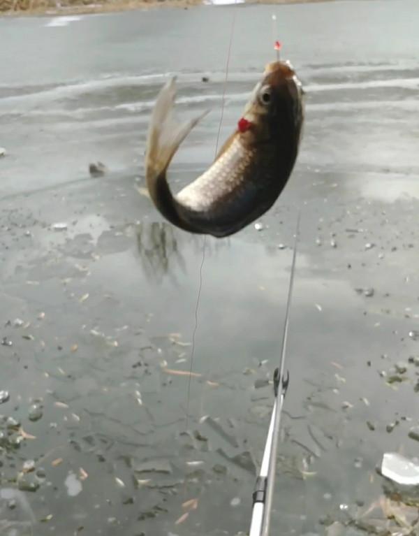 氣溫零下破冰垂釣,雙尾收杆漁獲爆盆 氣溫零下破冰垂釣,雙尾收杆漁獲爆盆