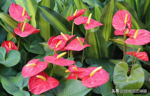 親戚朋友新店開業，應該送上什麼花以表心意，這些植物最適合