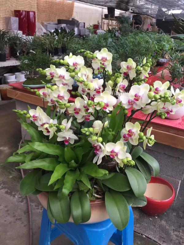 10種&OpenCurlyDoubleQuote;漂亮花&rdquo;，客廳不見光，一樣長爆盆，大氣又漂亮