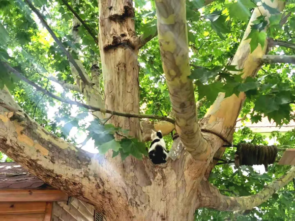 小貓咪“防曬”的奇葩開啟方式合集 小貓咪“防曬”的奇葩開啟方式合集