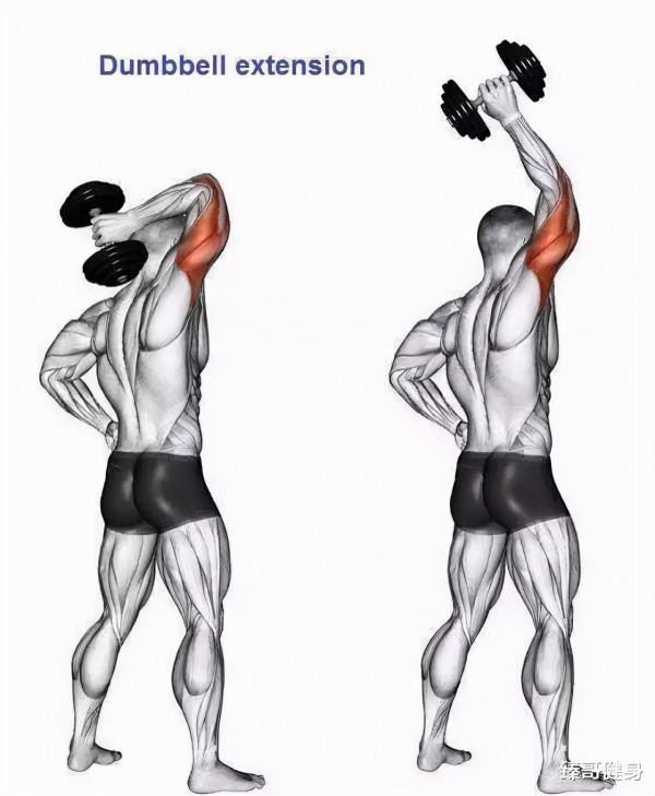 健身:大神都這樣練手臂,八大黃金動作(下) 健身:大神都這樣練手臂,八大黃金動作(下)