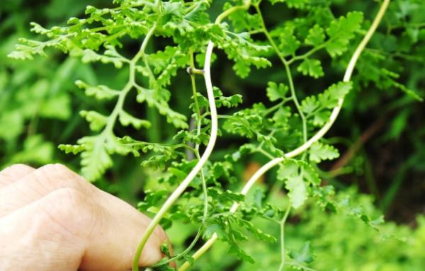 農村路邊不起眼的野草，實際上是清熱止疼的良藥