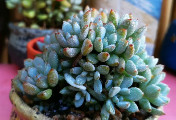 不管你是萌新還是大神，這“三多肉”都值得入手，半年就養成老樁