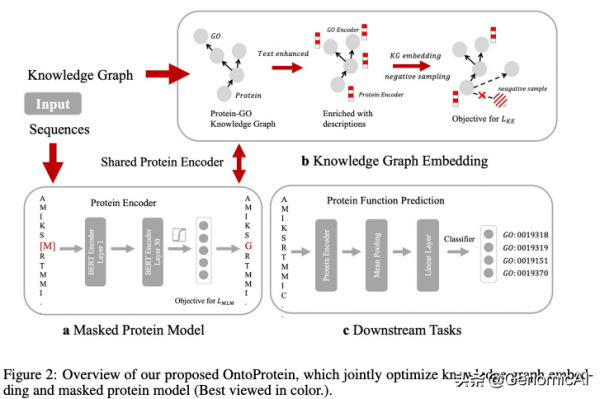 最近3篇蛋白質及其組學知識圖譜Nature子刊文章解決生物核心問題