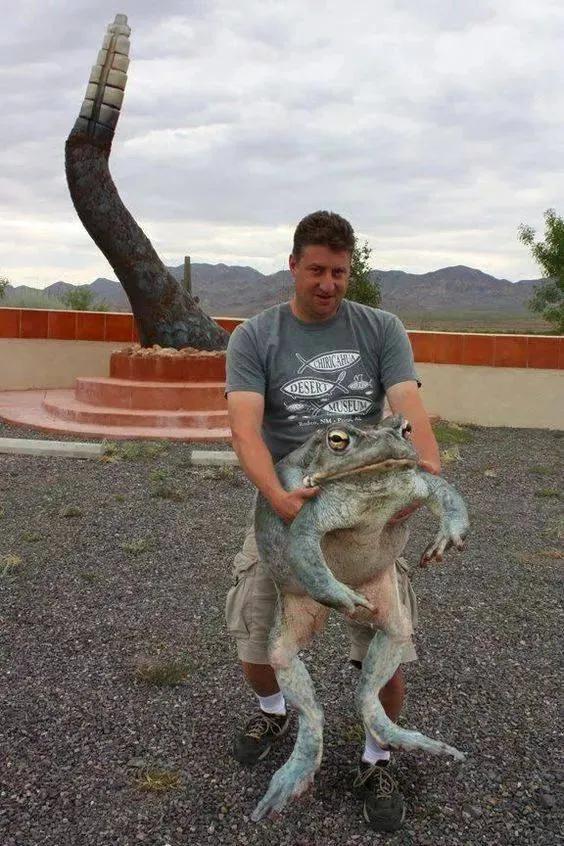 青蛙巨無霸——超乎你的想象