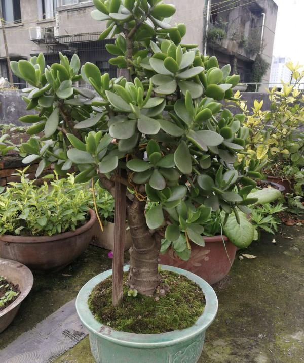 養玉樹3個“控養法”,學會剋制,才能長成“玉樹臨風”的大盆景 養玉樹3個“控養法”,學會剋制,才能長成“玉樹臨風”的大盆景