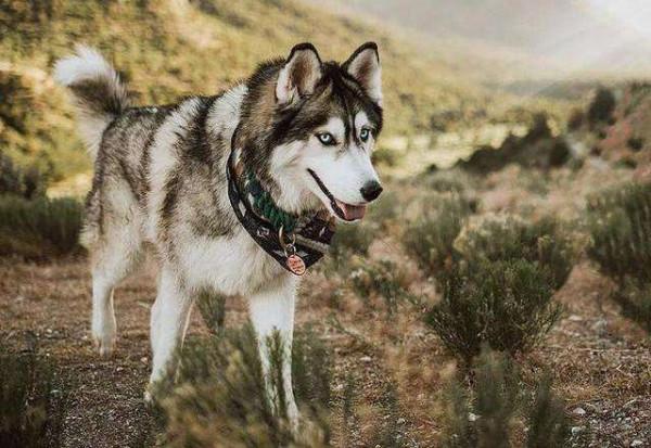 劍網三各門派綽號的來歷