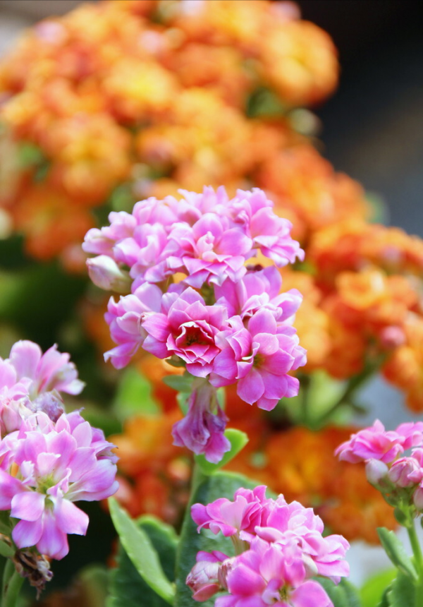 14種“過年花”，一個比一個大氣美麗，喜慶吉祥，超有幸福感