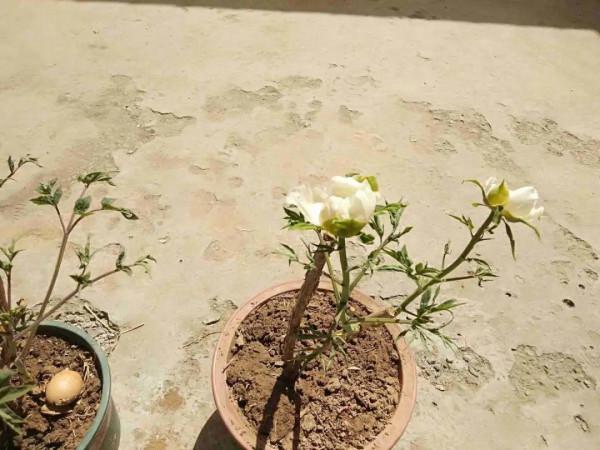 缺德商販，把“綠化草”包裝成“進口花”來賣，上當的人真不少