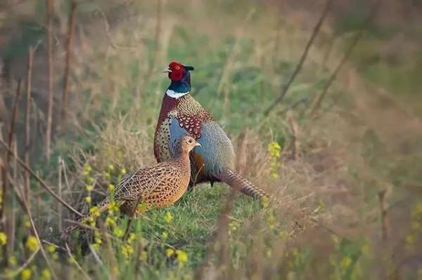 農村其它動物日漸減少，可是野雞卻越來越多，這是為什麼？