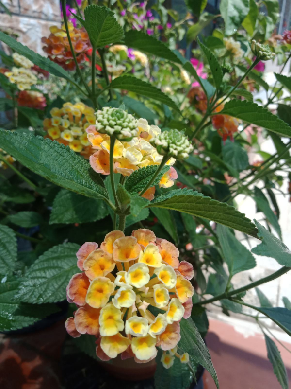 9種“勤勞花”，別名“天天開”，365天花不斷，也不怕累壞了