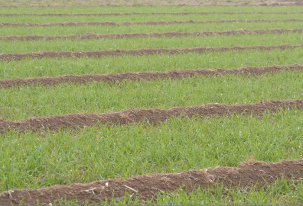 種小麥，年前出現一種情況，產量低，2個方法能補救