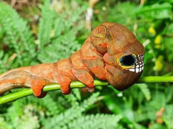 澳洲的骷髏戰士