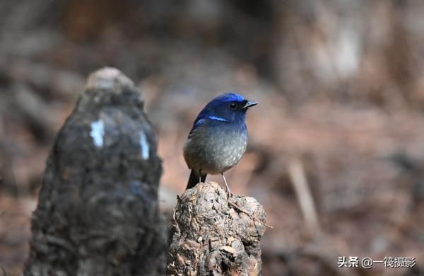 校園候鳥季之——高畫質唯美的小仙鶲