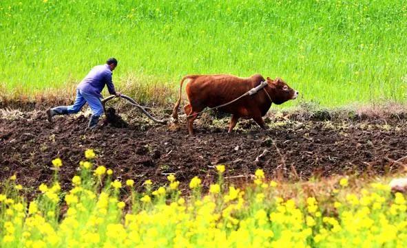 辛苦半月，十二生肖七絕版終於全部寫完，謝謝友友們的陪伴和唱和
