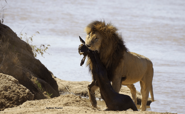 獅王刀疤：獅群稱王達9年，同時控制5個獅群，一生為王，終得善終