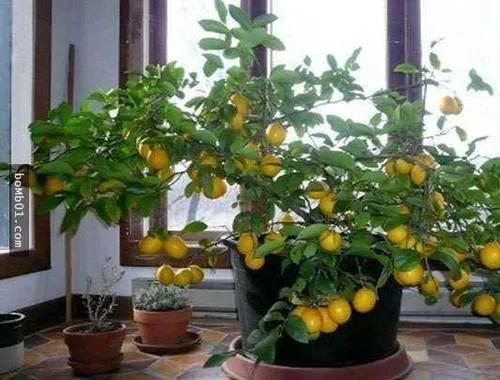 分享七大種植專案,雖然很普通,但是很穩,想賺錢的別錯過 分享七大種植專案,雖然很普通,但是很穩,想賺錢的別錯過