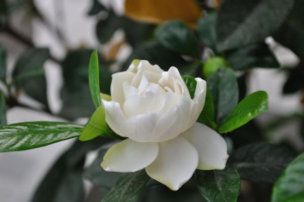 家裡梔子花香味淡?花期短?把握“4個妙招”,新手小白隨便養好 家裡梔子花香味淡?花期短?把握“4個妙招”,新手小白隨便養好