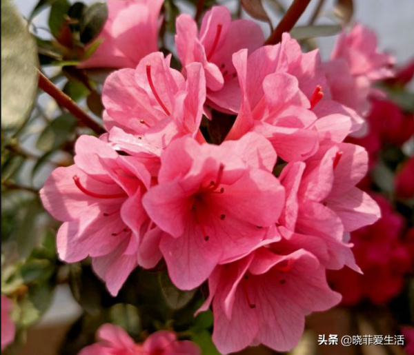 公認漂亮卻難養的“8種花”,你家有幾種? 公認漂亮卻難養的“8種花”,你家有幾種?