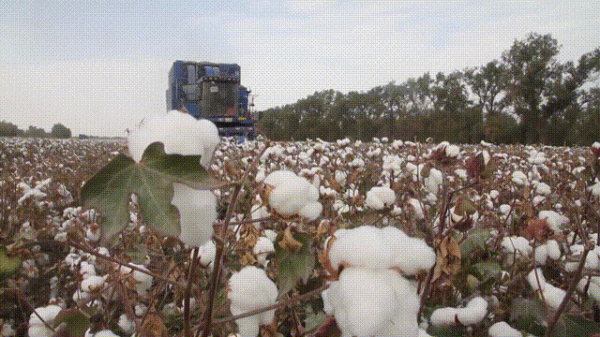 棉花波動加劇,期貨走弱,籽棉收購價下調 棉花波動加劇,期貨走弱,籽棉收購價下調