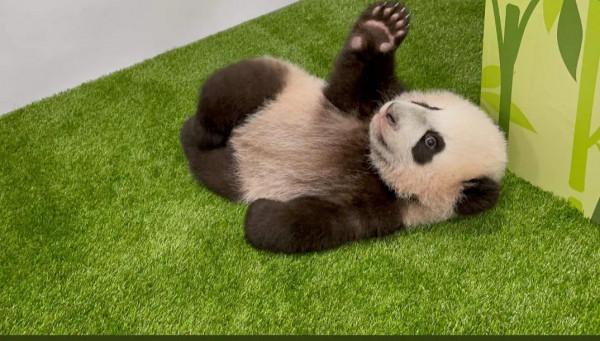 新加坡出生的第一隻大熊貓幼崽在公眾投票後命名為樂樂