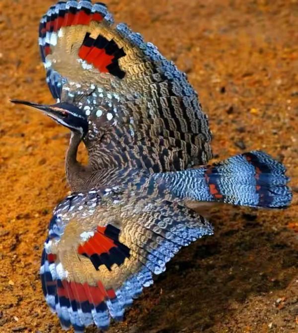 幾十年罕見的鳥，認識兩種算你牛.