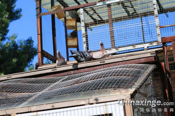 幼鴿專職保姆員