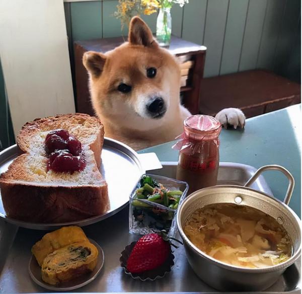 看完這位日本網友的萌寵曬照:一人一柴三餐四季,被生活治癒了 看完這位日本網友的萌寵曬照:一人一柴三餐四季,被生活治癒了