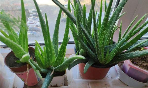 喜歡養花的女人,建議養這“5種花”,“美容養顏”好處多多 喜歡養花的女人,建議養這“5種花”,“美容養顏”好處多多