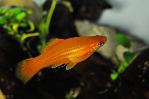紅劍魚怎麼養？要學會創造條件，教你10招，輕鬆養好紅劍魚