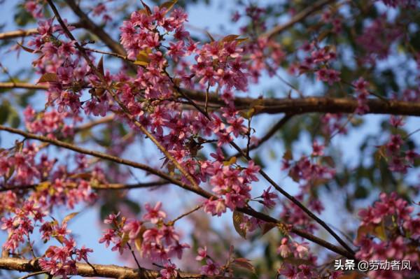 《小鳳用車生活》櫻花盛開，駕車自來
