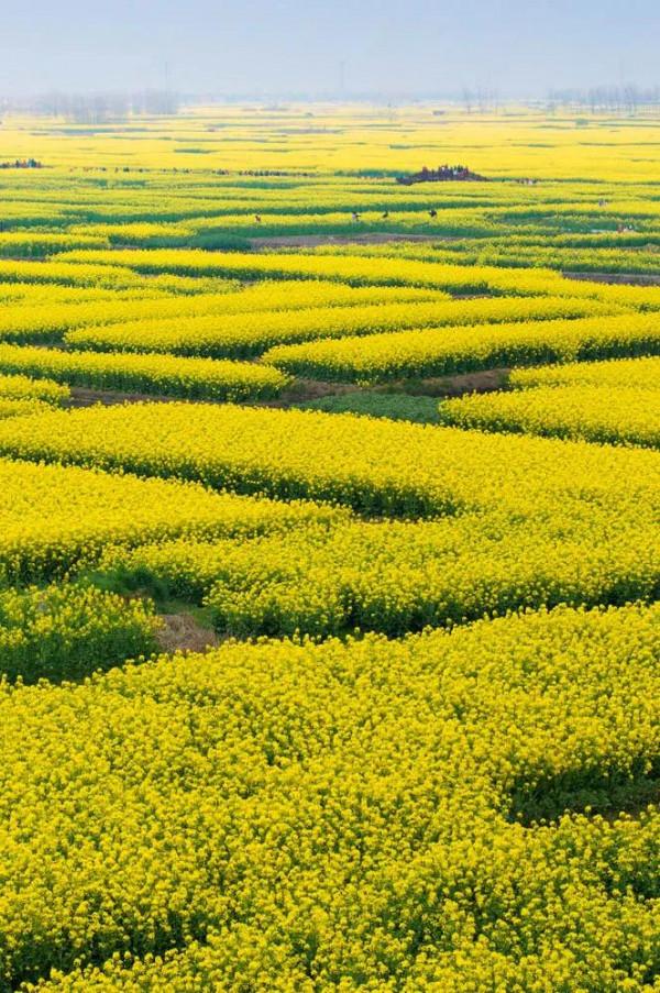 分享圖片，春天來了，滿山遍野的油菜花開了