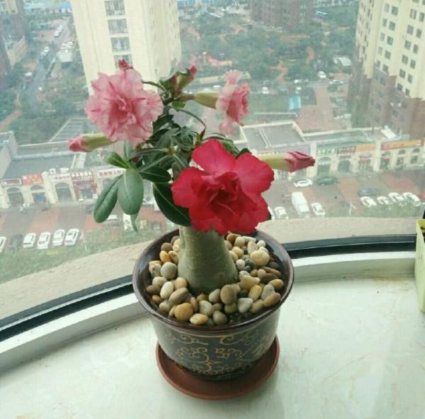 容易因多澆水而死的“10種花”，想要養好，管住手，少澆水