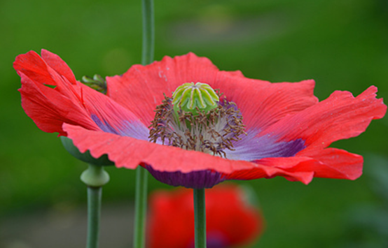 “越漂亮的花越有毒”!認識11種“有毒植物”,遠離危害 “越漂亮的花越有毒”!認識11種“有毒植物”,遠離危害