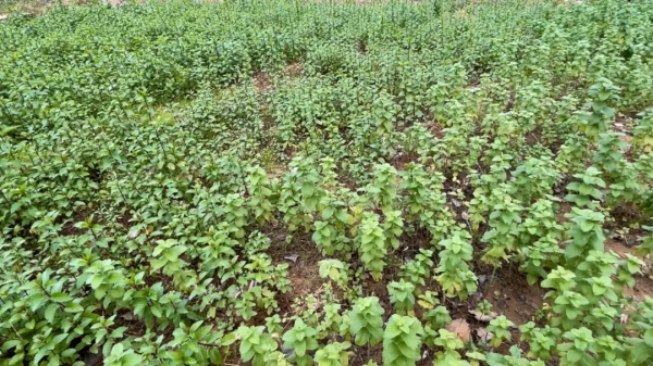 探尋京郊大莊科：香草香、山楂紅、慈孝文化更盛行