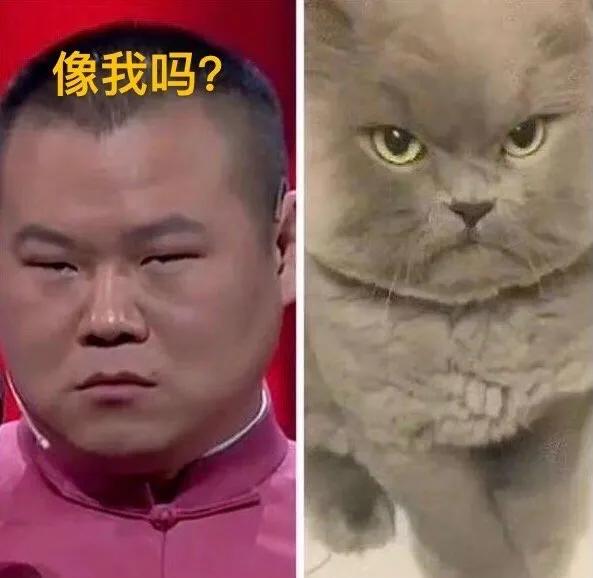 明星們的動物塑,李榮浩簡直神還原 明星們的動物塑,李榮浩簡直神還原