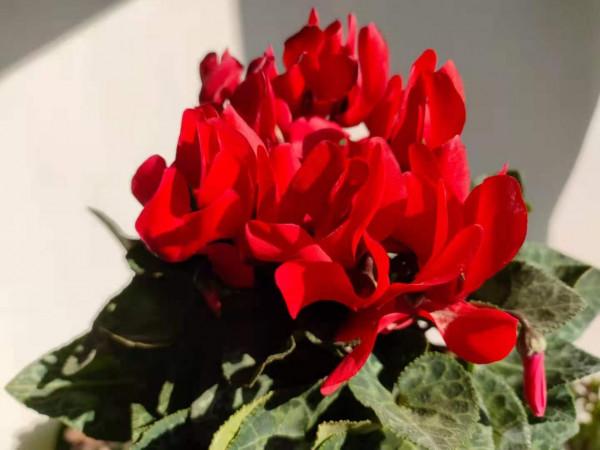 喜歡“盆花之王”蘿蔔海棠，教你簡單繁殖方法，讓你擁有無數盆花